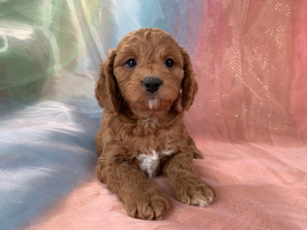 Dark Red Male Cockapoo, F1 DOB 12-20-2021, $1200